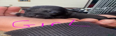 Patterjack 6