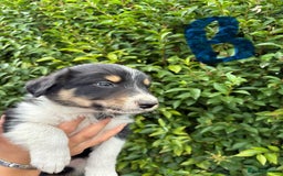 Border Collie dogs for sale: Border collie puppies ** Ready to Leave ** - Image 7