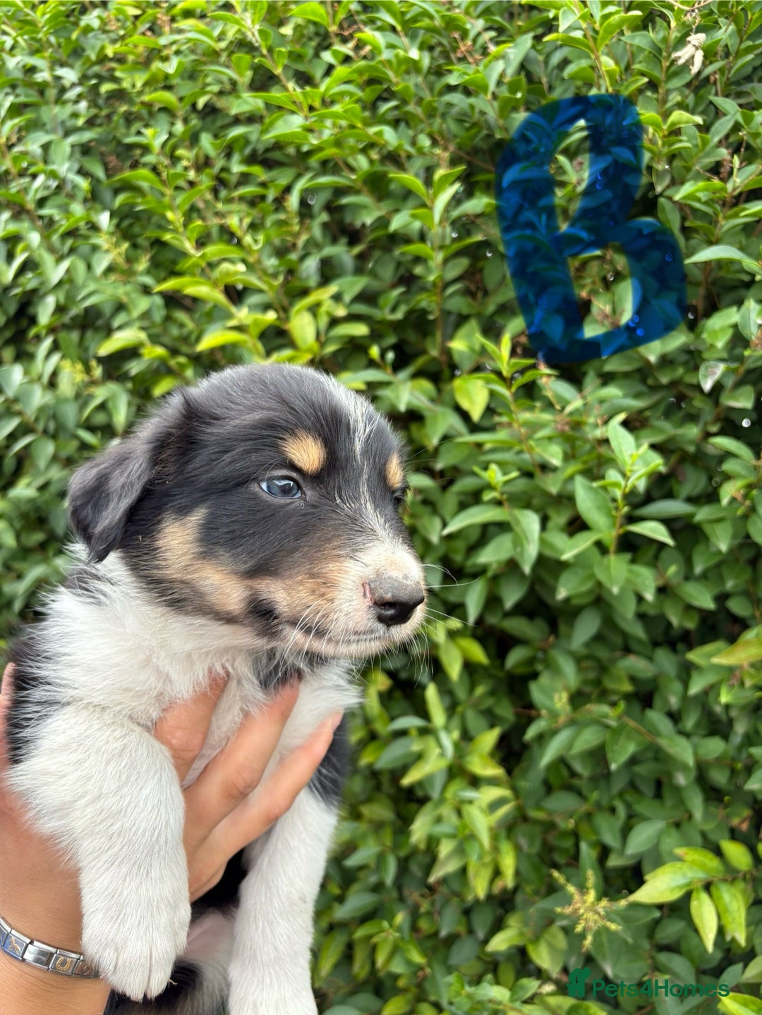 Border Collie dogs for sale: Border collie puppies ** Ready to Leave ** - Image 7