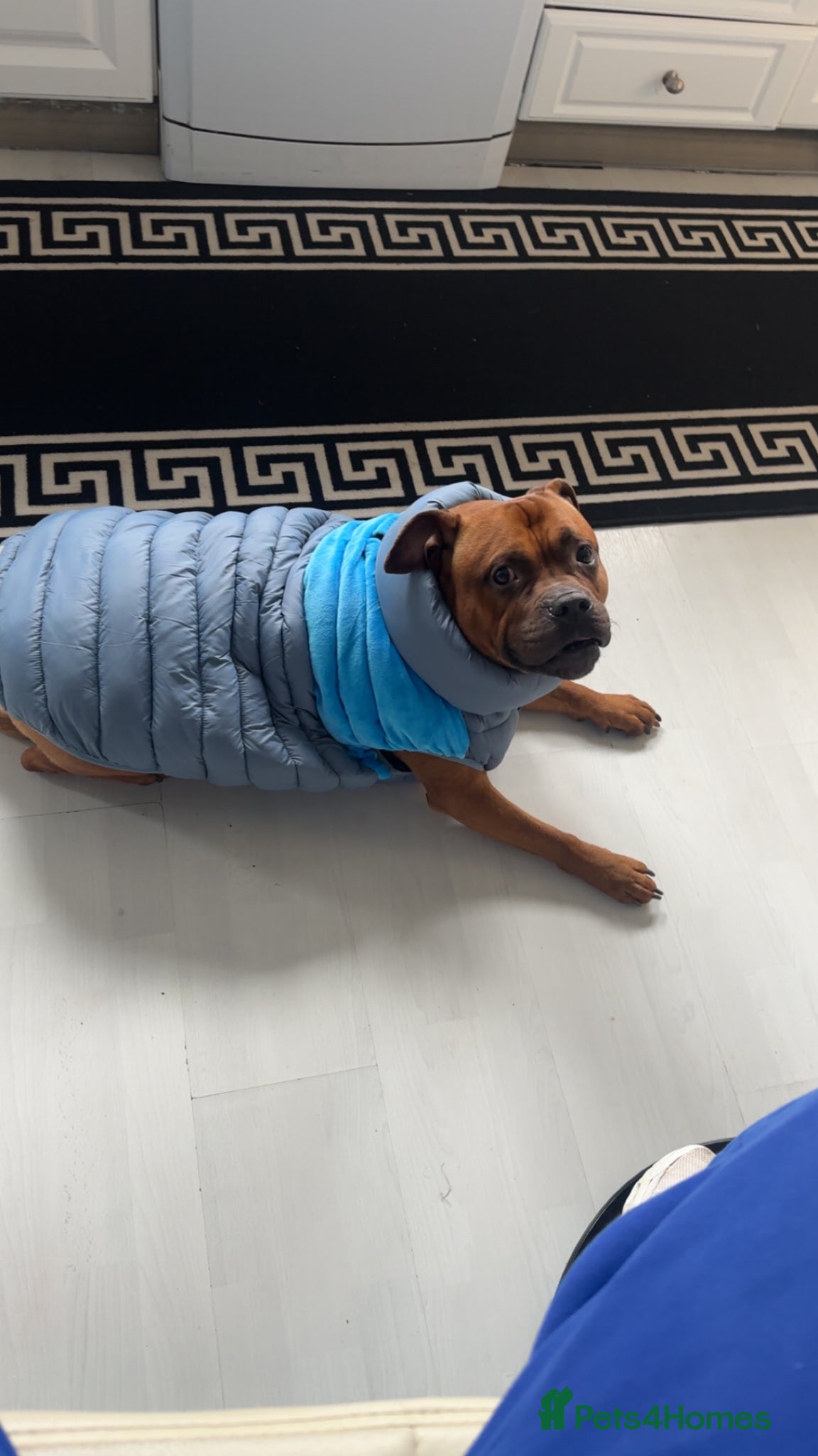Staffordshire Bull Terrier dogs Chico - Advert 1