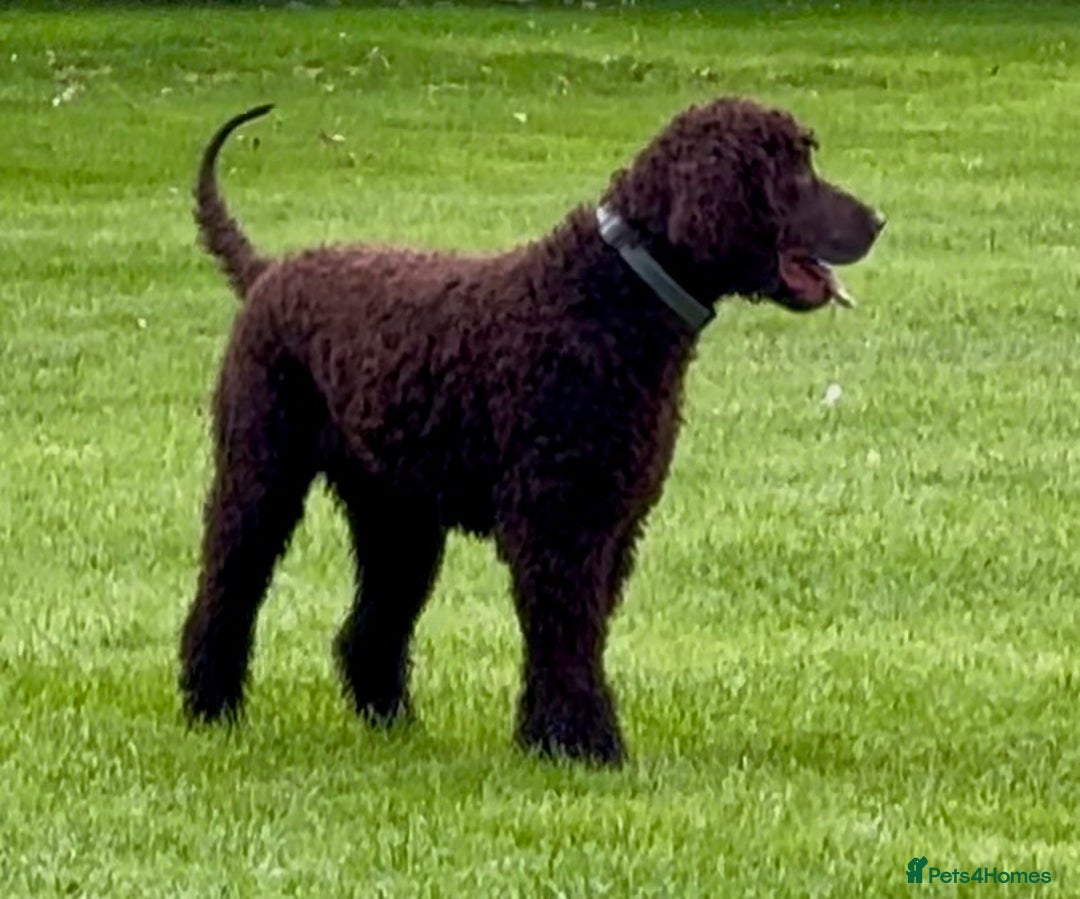 Irish Water Spaniel dogs for stud: Irish Water Spaniel Stud - Image 3