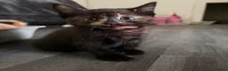 Mixed Breed cats for sale: Adorable little kittens. Mixed breed.  - Advert 23