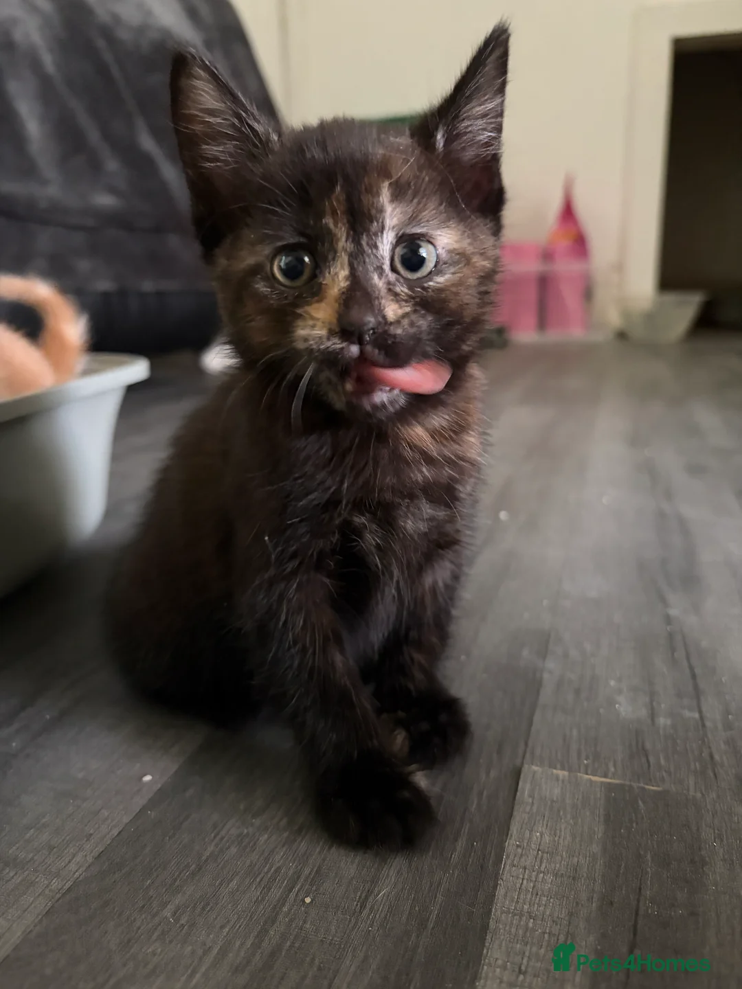 Mixed Breed cats for sale: Adorable little kittens. Mixed breed.  - Advert 23
