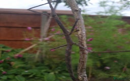 Stick Insects invertebrates for sale: Tirachoidea Jianfenglingensis stick insect nymphs. - Image 7