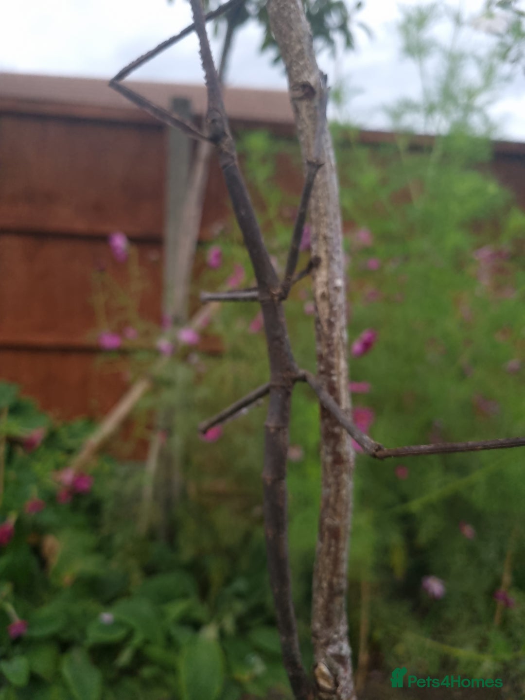 Stick Insects invertebrates for sale: Tirachoidea Jianfenglingensis stick insect nymphs. - Image 7