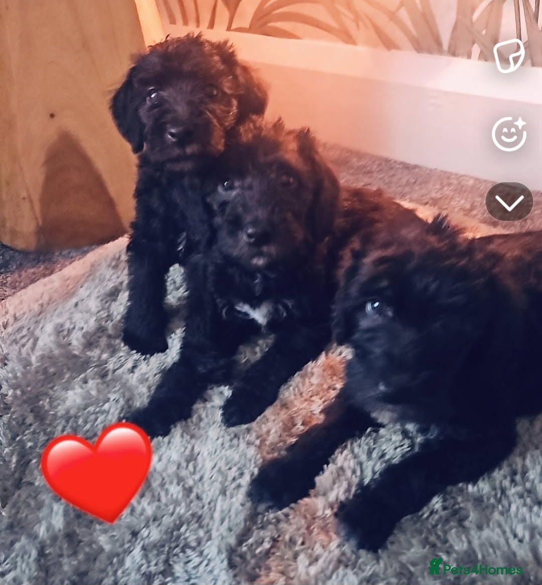 Bedlington Terrier dogs for sale: Bedlington whippet  - Advert 6