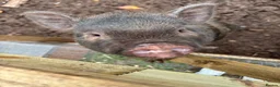 Pig livestock for sale: Pigs for Sale Mini pigs  - Advert 2