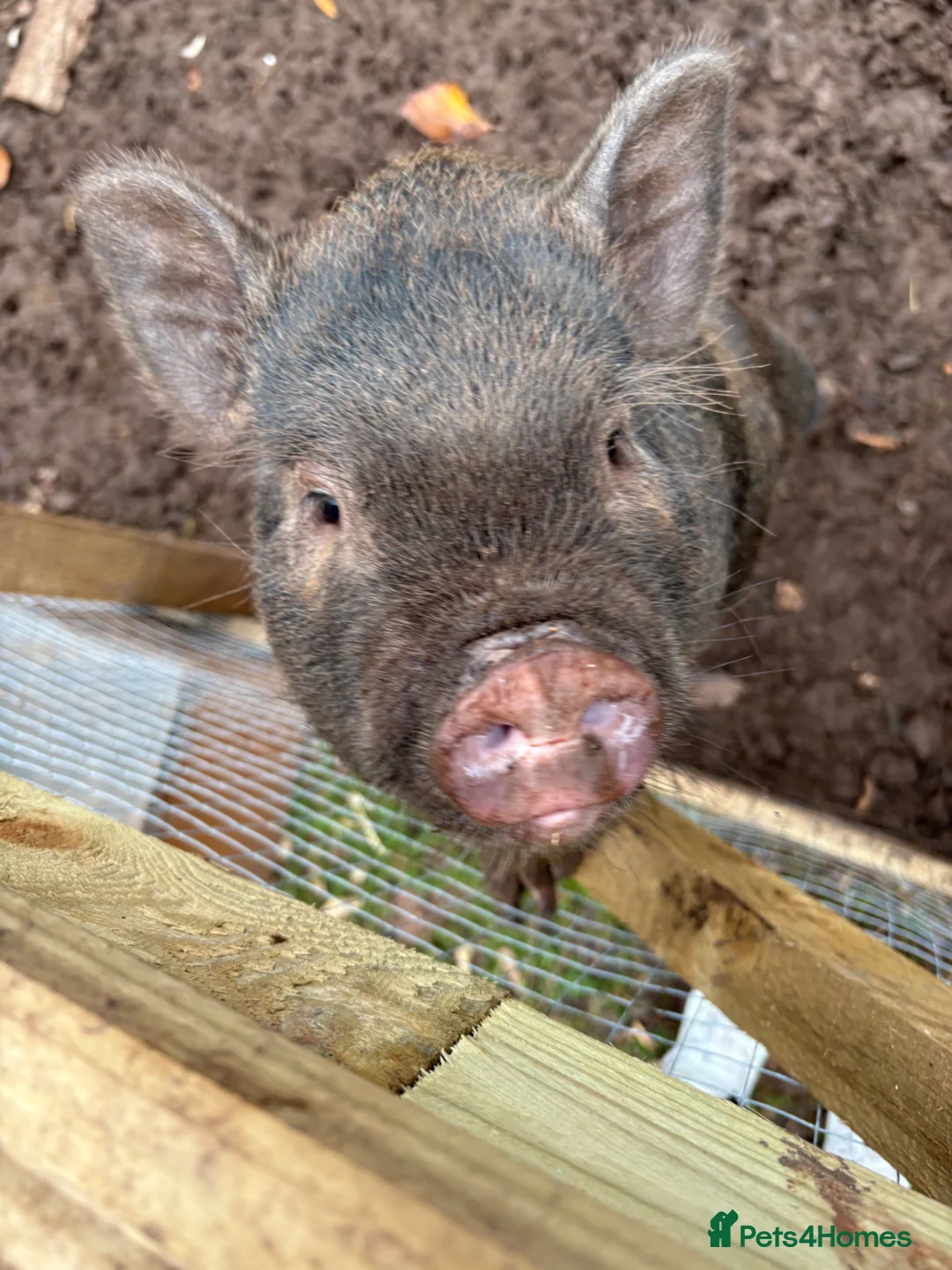Pig livestock for sale: Pigs for Sale Mini pigs  - Advert 2