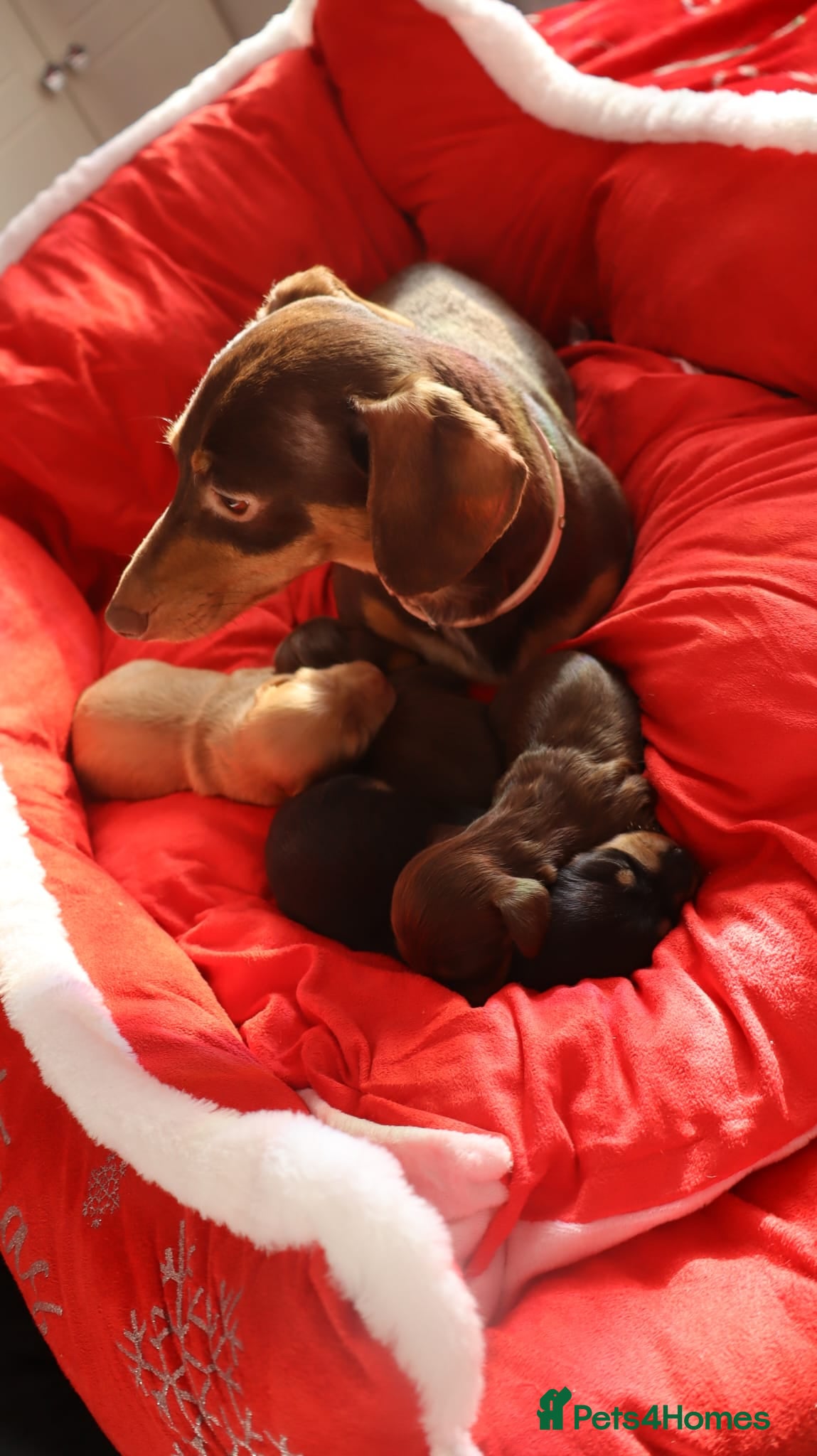Miniature Dachshund dogs Miniature Dachshunds 🤎🐾 - Advert 7