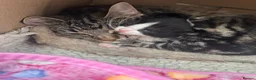 Mixed Breed cats for sale: Beautiful kittens  in Woking - Advert 20