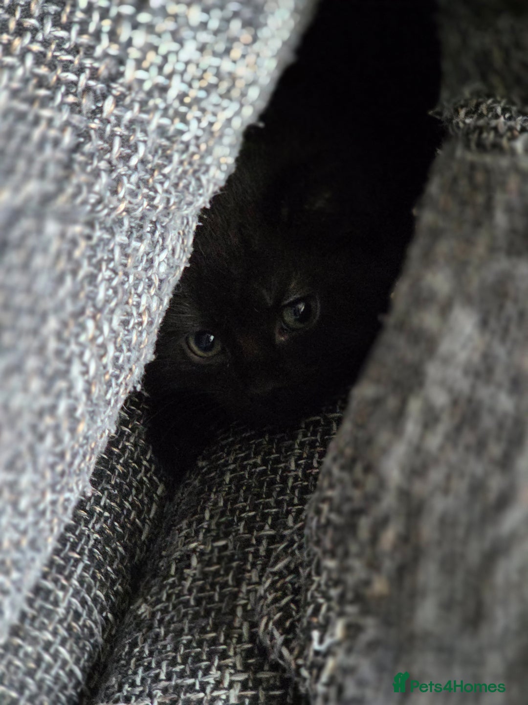 British Shorthair cats for sale: British Shorthair x Siberian Kittens  - Advert 5