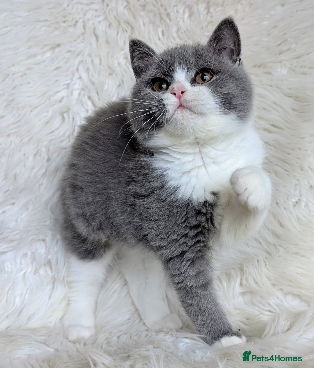 British Shorthair cats for sale: Amazing loving British shorthair kittens  - Image 20