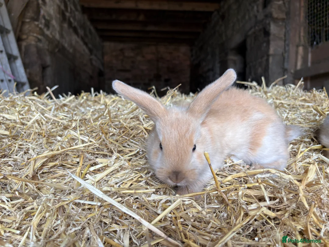 Mini Lop rabbits for sale: 🐰 Adorable Mini Lop Baby Rabbits 🐰 - Advert 2