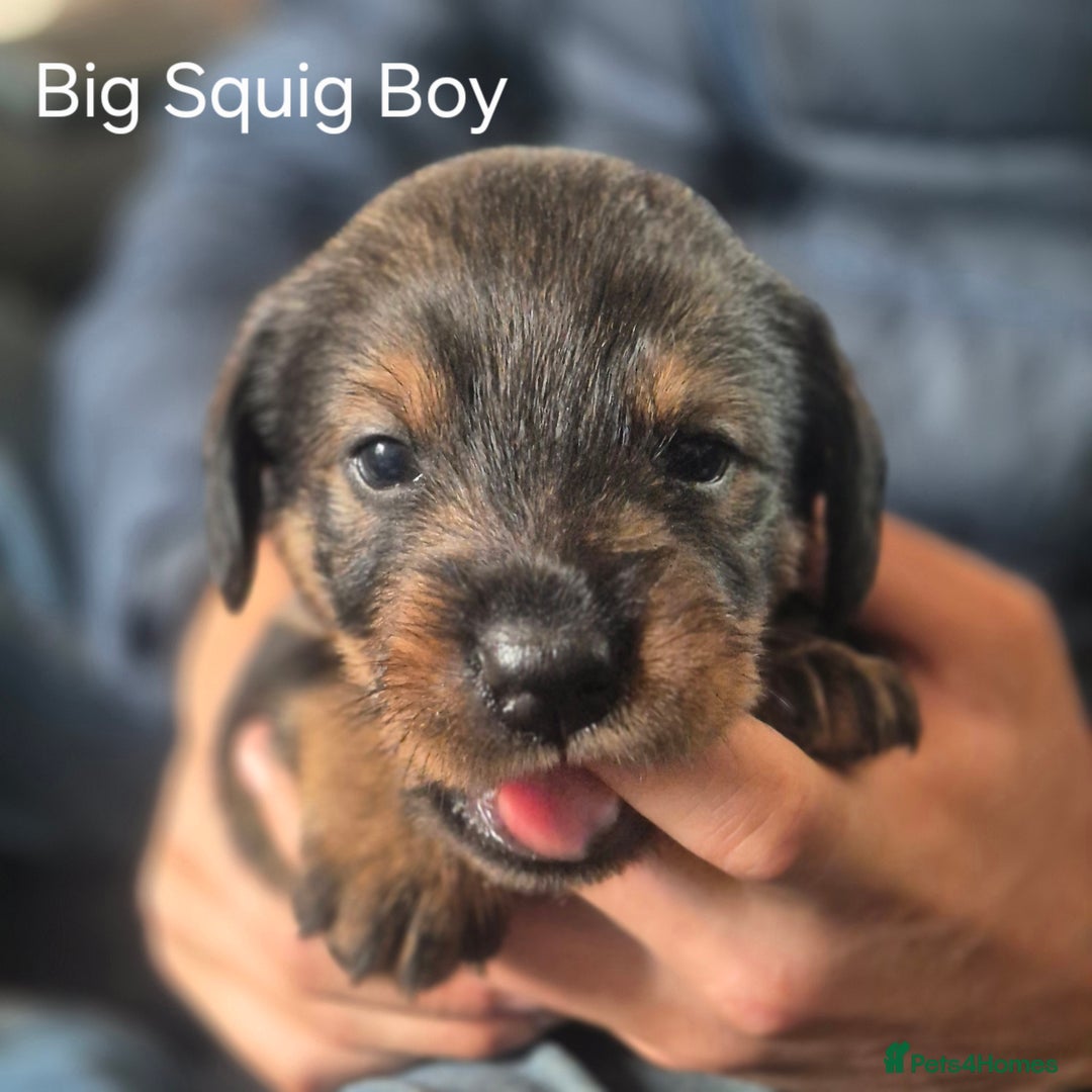 Mixed Breed dogs for sale: Wire Haired Daschund x Rottweiler  - Image 34