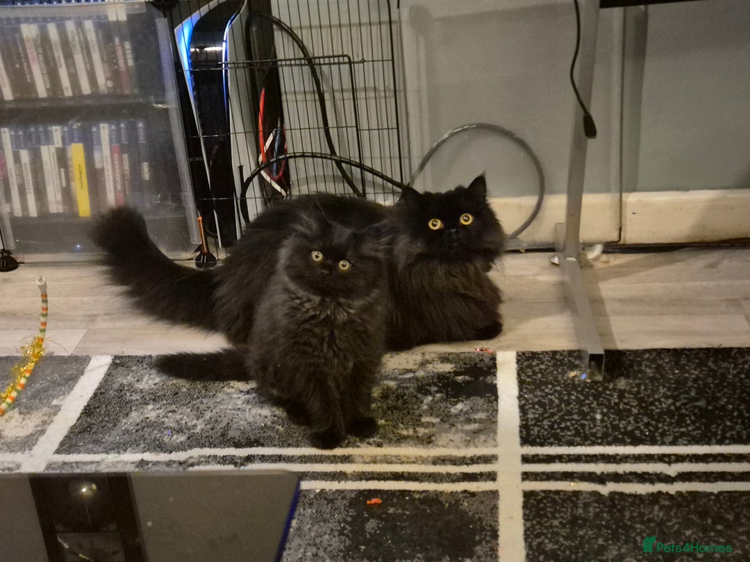 Mixed Breed cats for sale: Persian X Ragdoll Kittens Ready For Forever Homes! - Advert 15