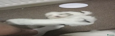 Bichon Frise 5