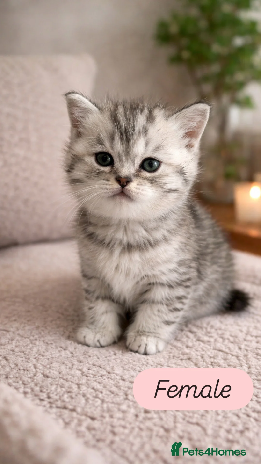 British Shorthair cats for sale: Stunning British Shorthair kittens - Advert 2