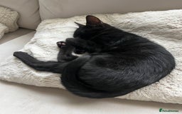 British Shorthair cats for sale: 7 Month Old Female  - Image 3