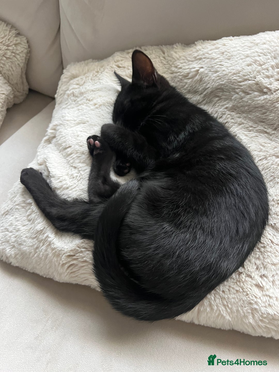 British Shorthair cats for sale: 7 Month Old Female  - Image 3