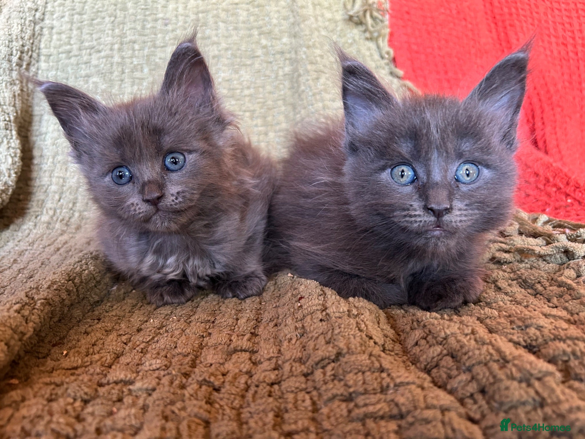 Maine Coon cats TICA PEDIGREE 100% Maine Coon babies HEALTH TESTED - Advert 12