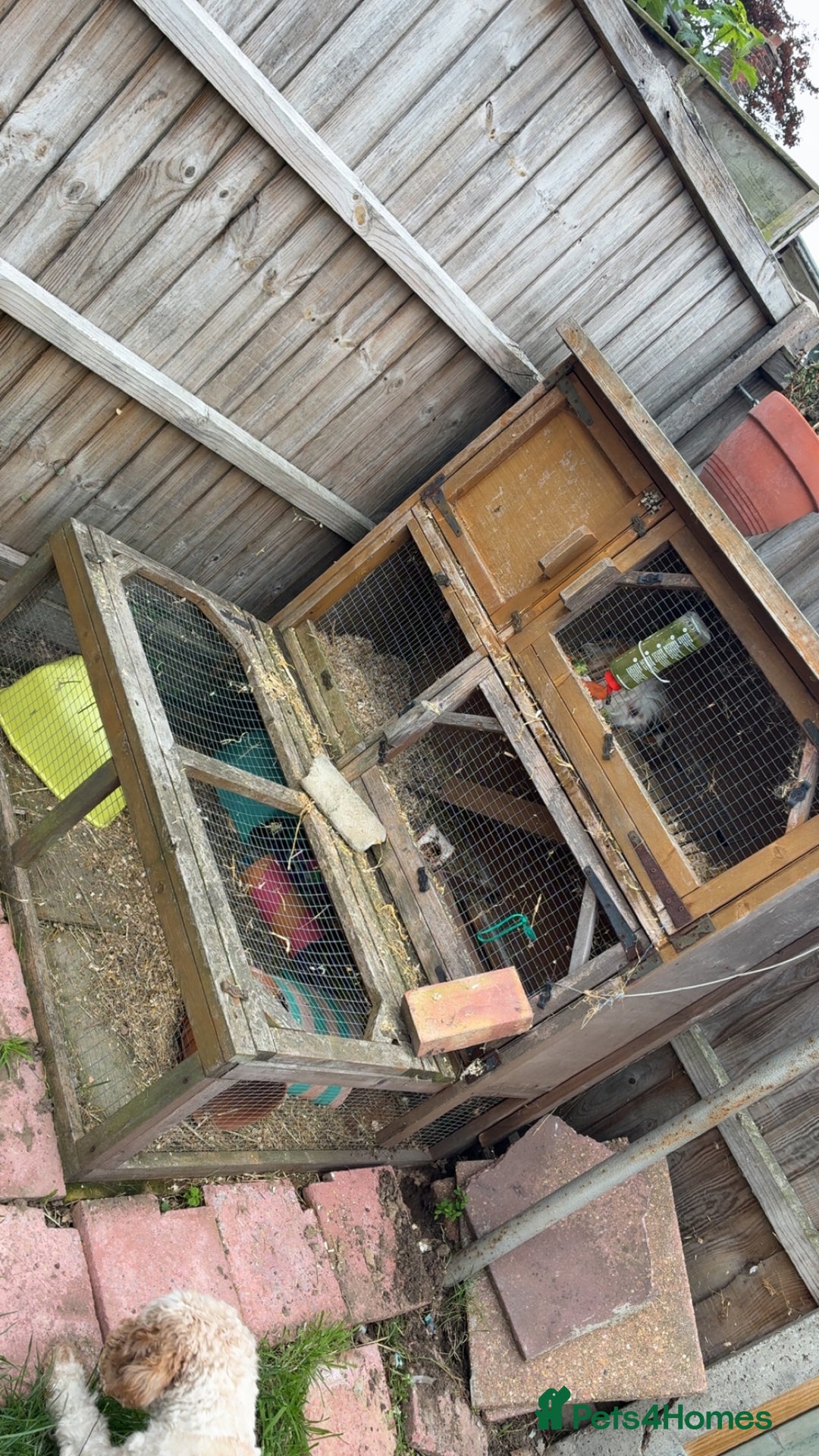Guinea Pig rodents for sale: 3 tier Guinea pig hutch and 2 male guinea pigs  - Image 4