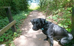 Labrador Retriever dogs for sale: 1 year old labrador  - Image 2