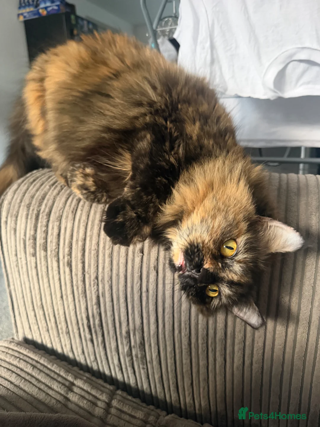 Mixed Breed cats for sale: Halinka - Advert 2