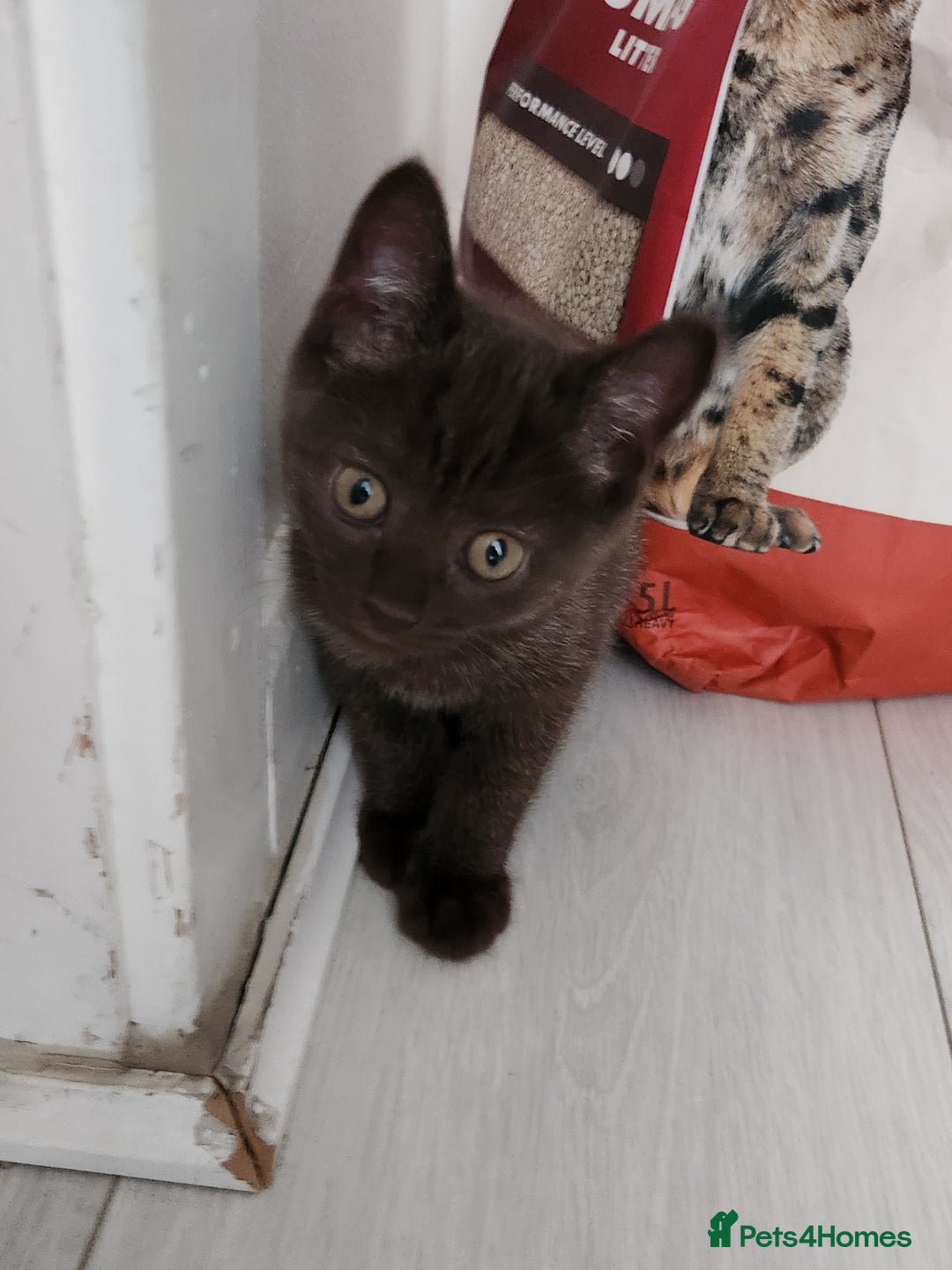 Havana Brown cats for sale: Rare Havana Brown's kittens - Image 11