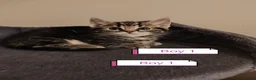 Mixed Breed cats for sale: ❤️❤️❤️ Four adorable kittens ❤️❤️❤️  - Advert 5