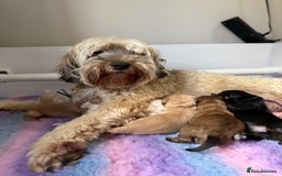 Australian Labradoodle dogs for sale: WALA Reg Apricot Australian Labradoodle Ready Now! - Image 8