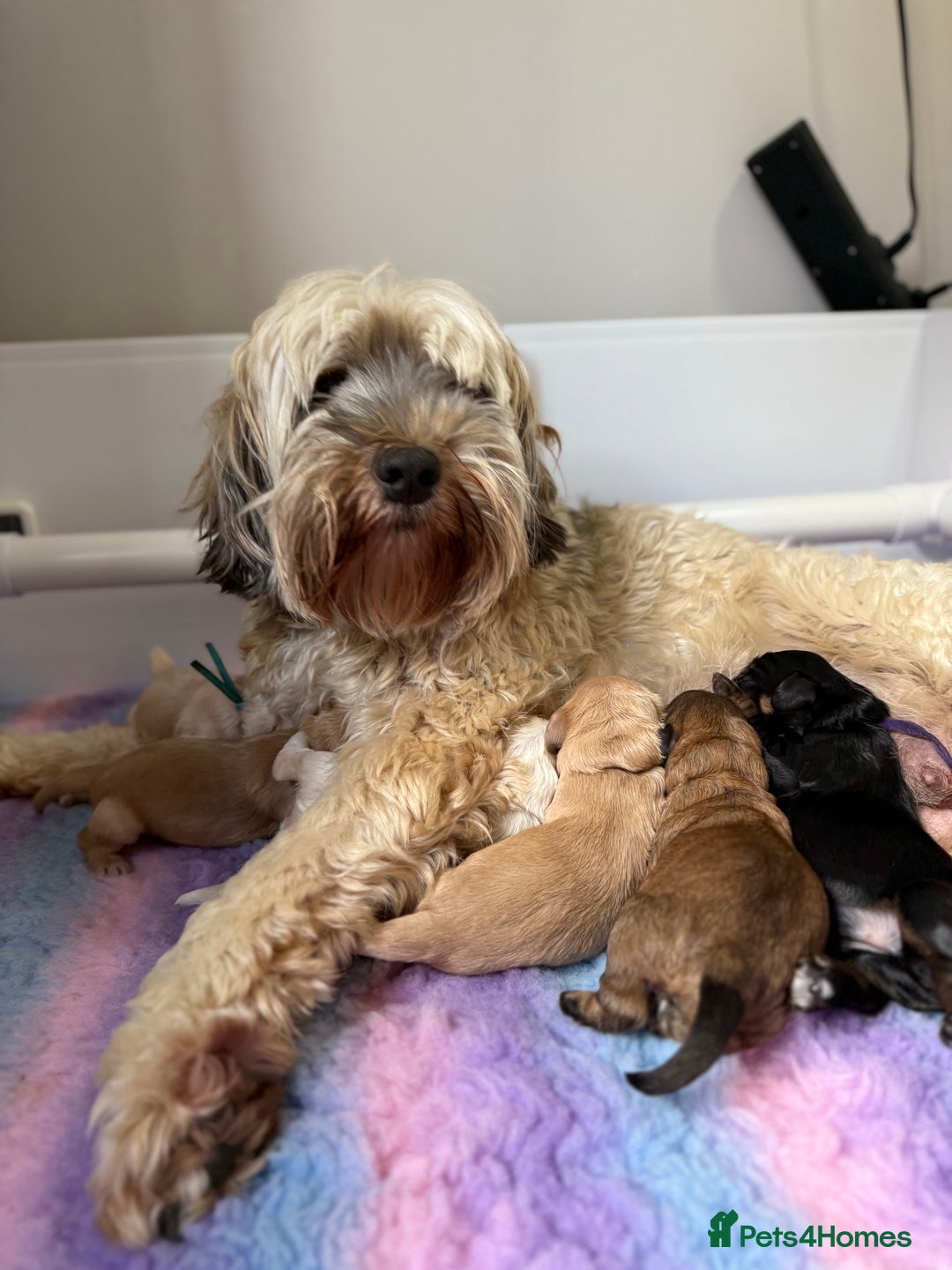 Australian Labradoodle dogs for sale: WALA Reg Apricot Australian Labradoodle Ready Now! - Image 8