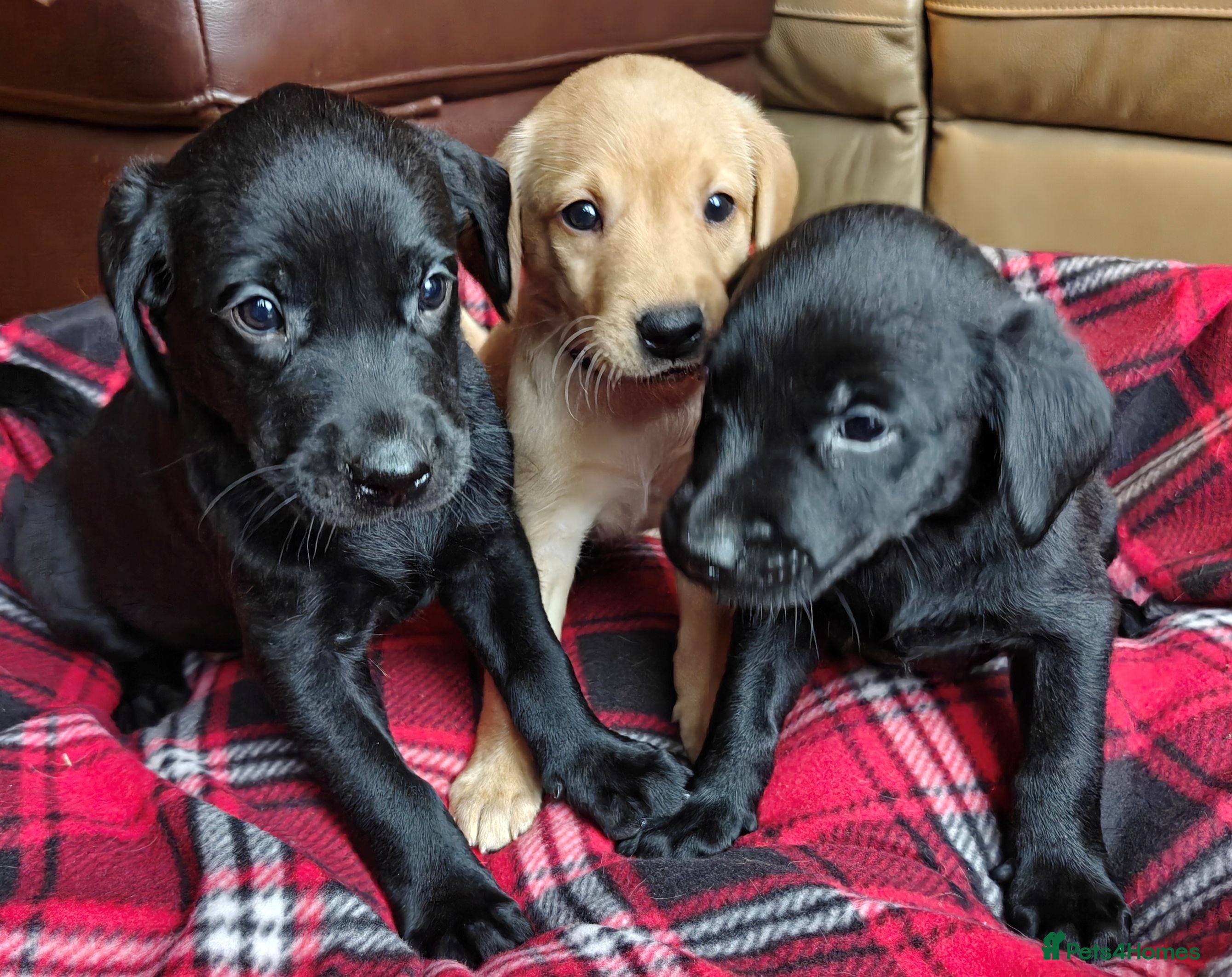 Labrador Retriever dogs KC Reg 5 star licence only 3 puppies available  - Advert 3