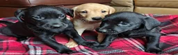 Labrador Retriever dogs for sale: KC Reg 5 star licence only 3 puppies available  - Advert 1
