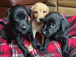 Labrador Retriever dogs KC Reg 5 star licence only 3 puppies available - Advert 3