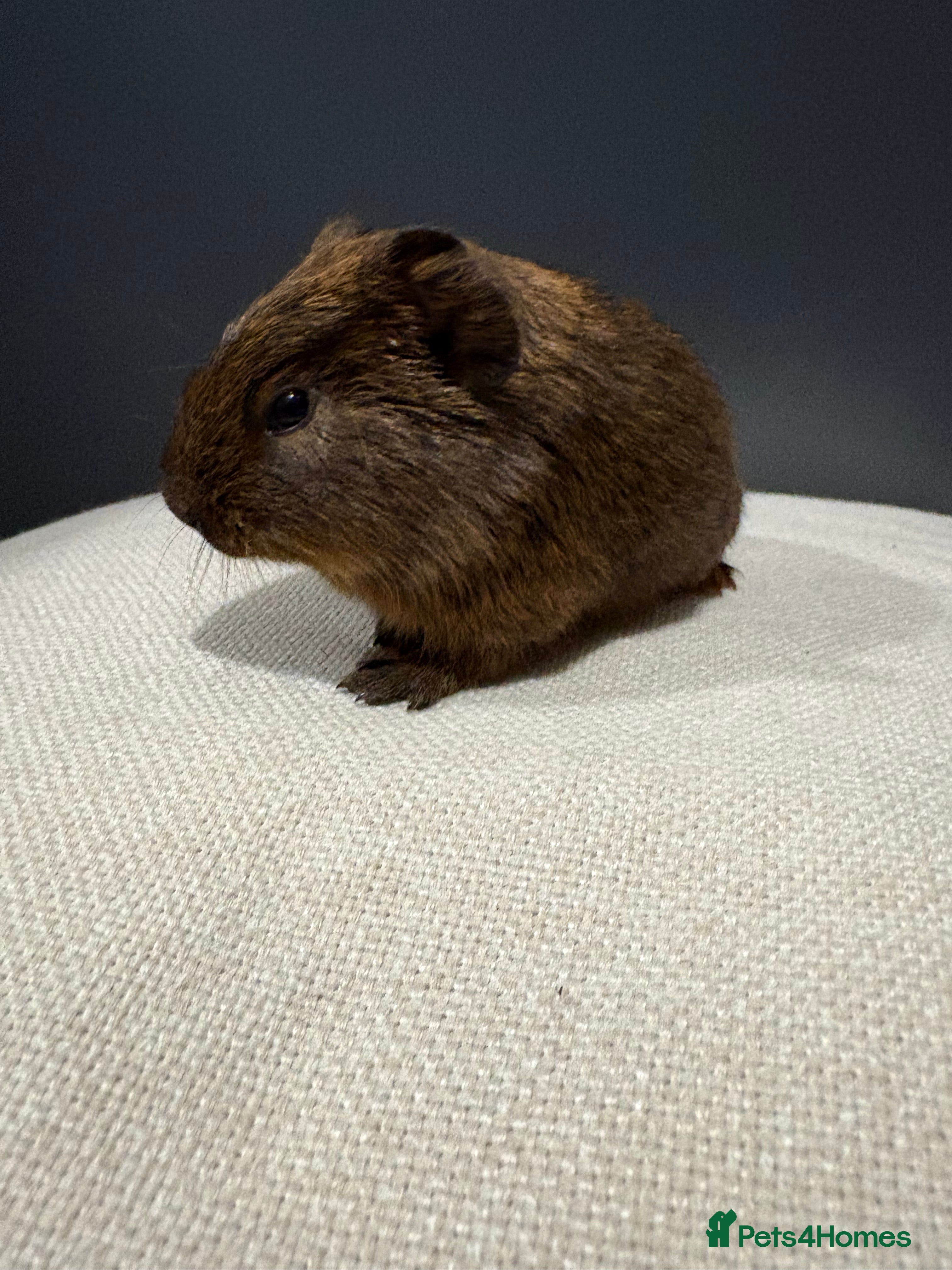 Guinea Pig rodents Two baby girl guinea pigs for sale  - Advert 1