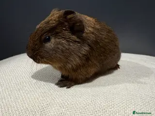 Guinea Pig rodents Two baby girl guinea pigs for sale - Advert 2