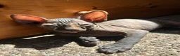 Sphynx cats for sale: 5 Canadian Sphynx kittens for sale - Advert 31