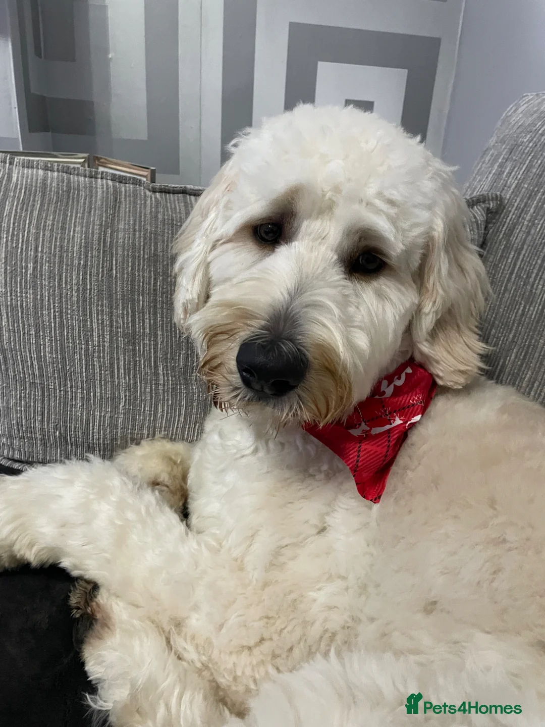 Goldendoodle dogs for stud: Marley available for stud  - Advert 2