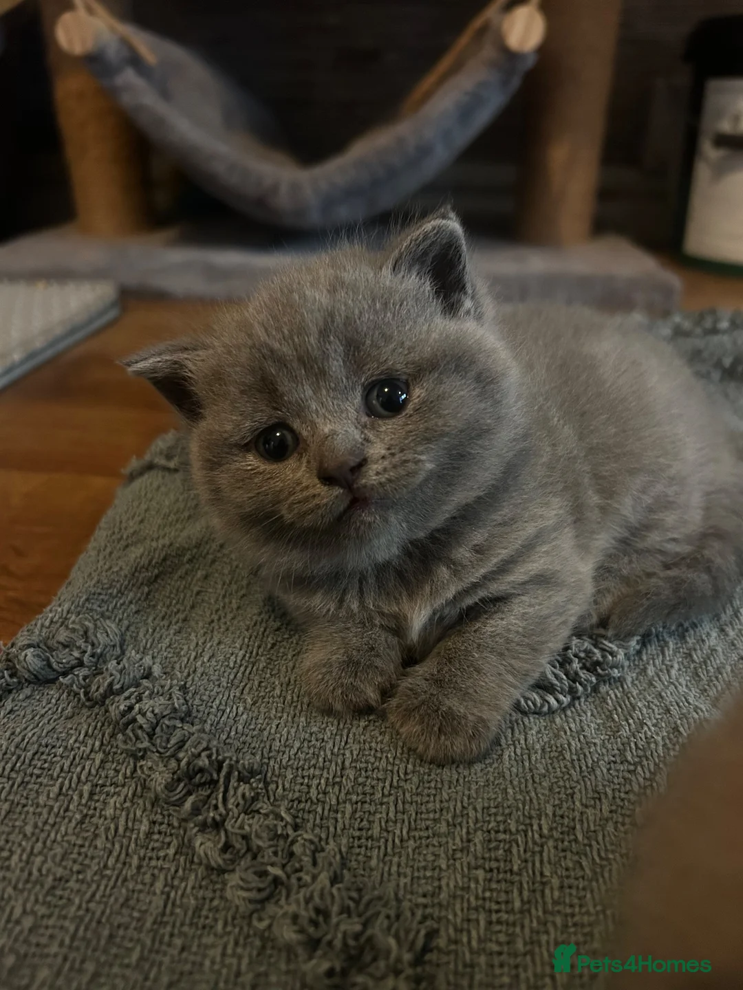 British Shorthair cats for sale: British shorthair kittens - Advert 14