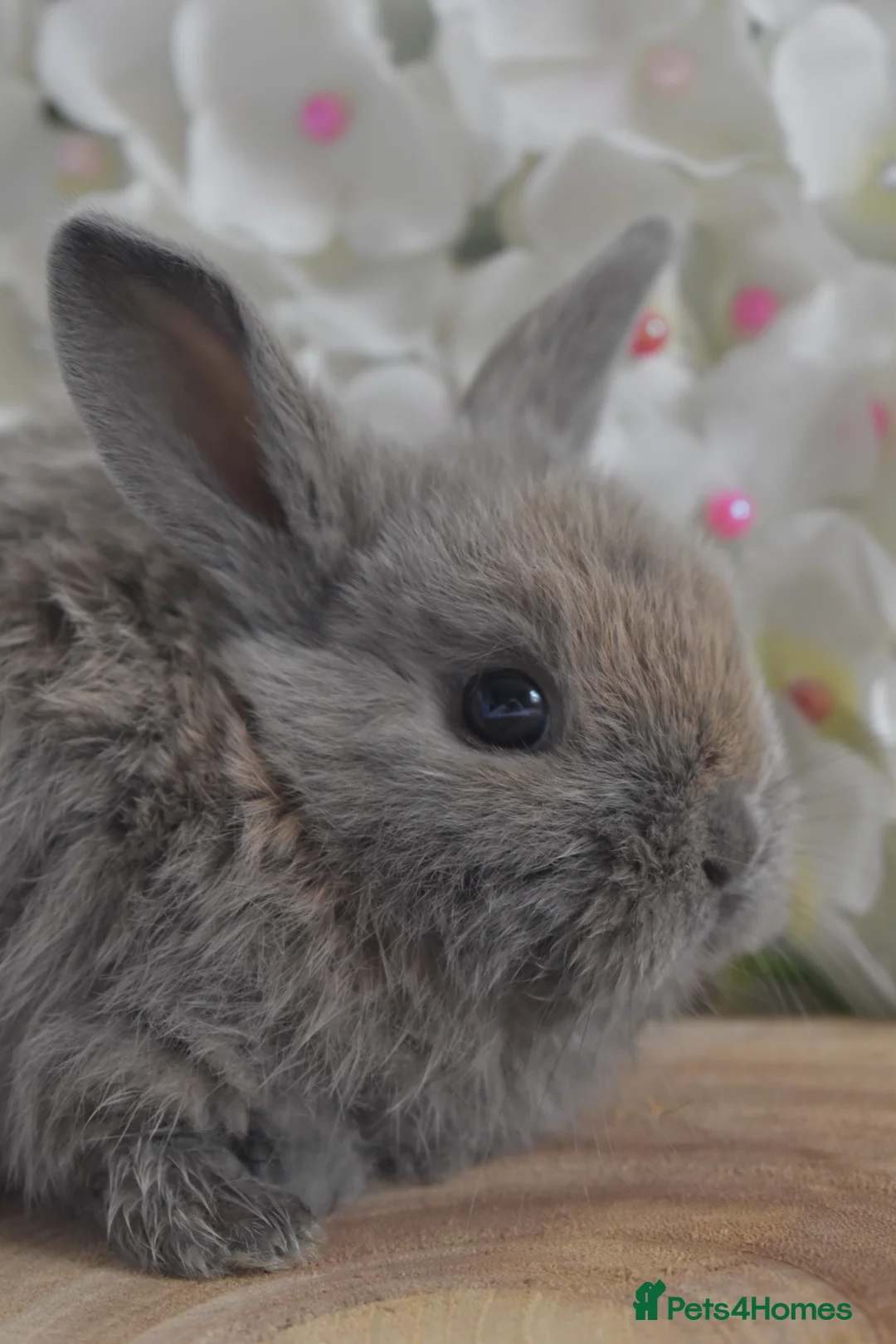 Mini Lop rabbits for sale: Mini lop X bunnies - Advert 2