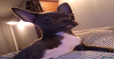 Chihuahua dogs - Advert 1