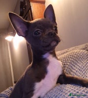 Chihuahua dogs - Advert 1