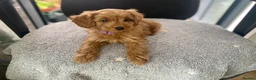Cockapoo dogs for sale: Toy Poodle Cross Puppies, Mum & Dad Seen, London - Advert 15