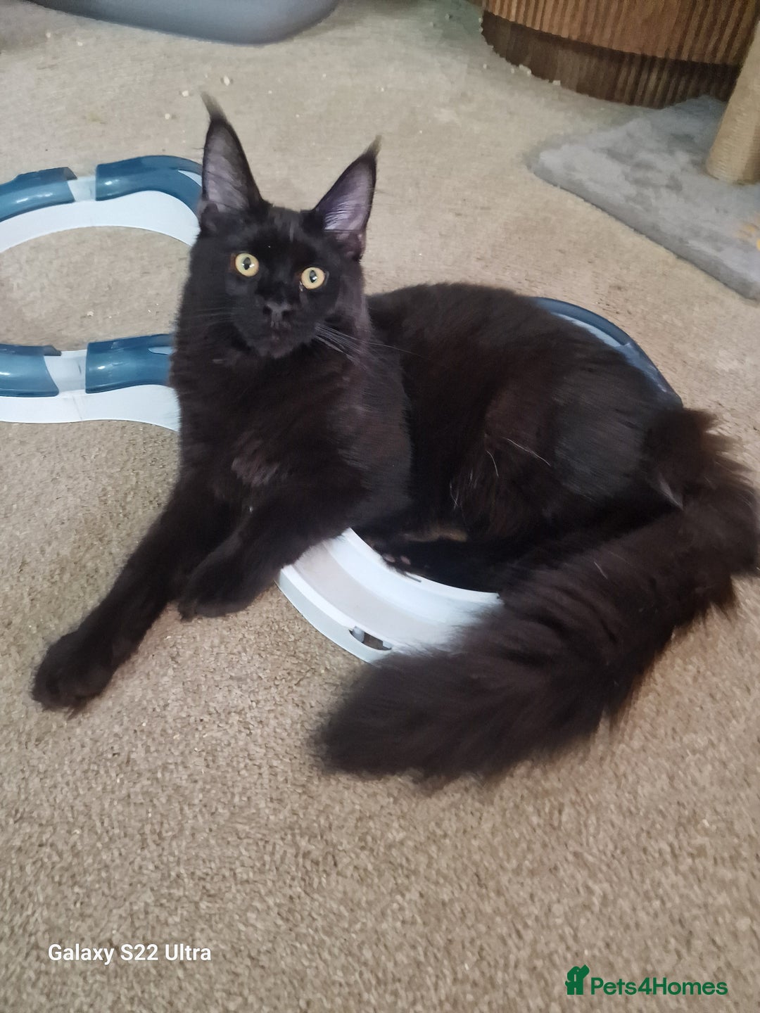 Maine Coon cats for sale: Studing solid black females🎀🐈‍⬛ - Image 10