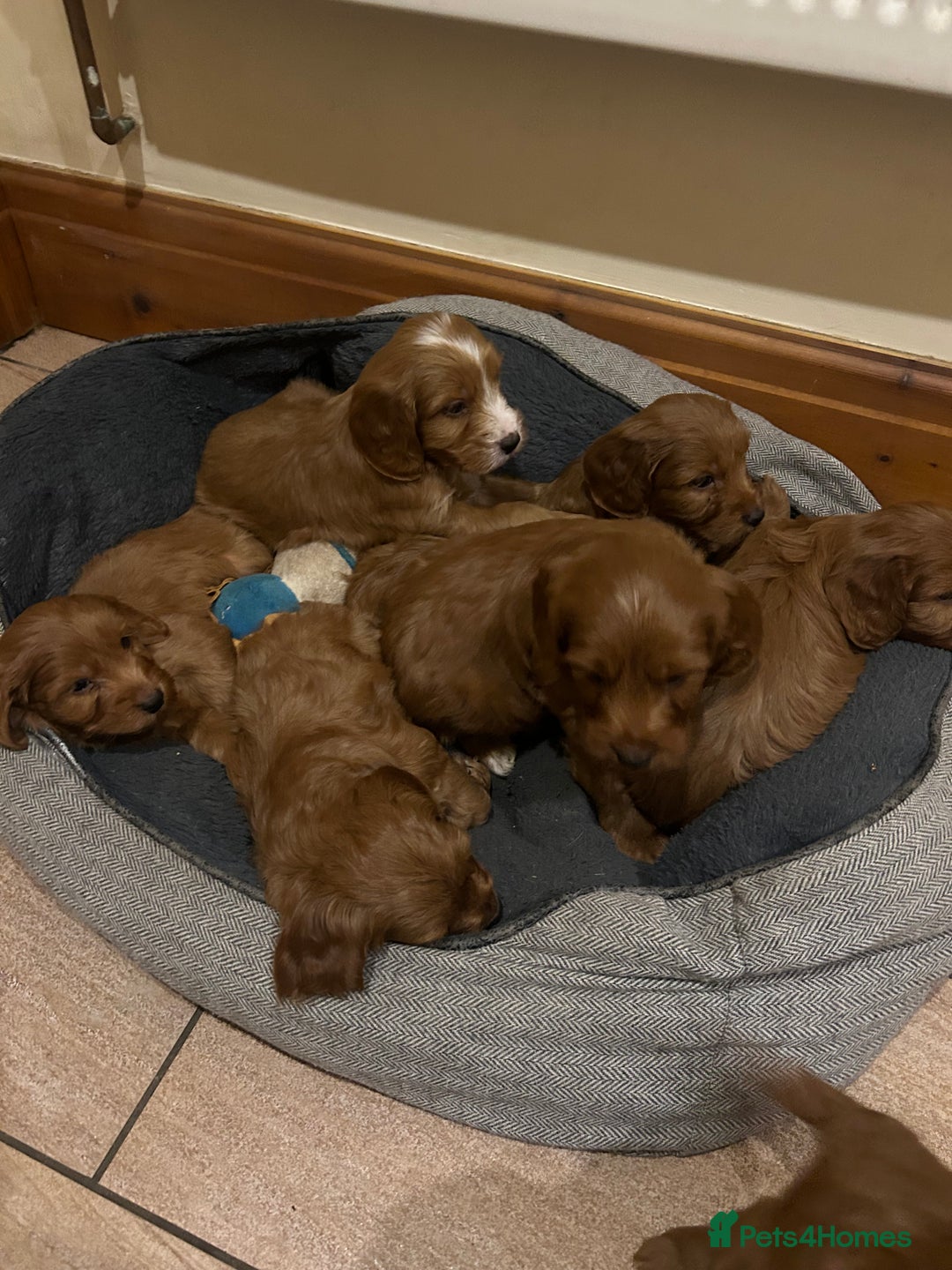 Cockapoo dogs for sale: Beautiful F1 red Cockapoos - Advert 1