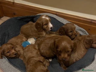 Cockapoo dogs Beautiful F1 red Cockapoos - Advert 1