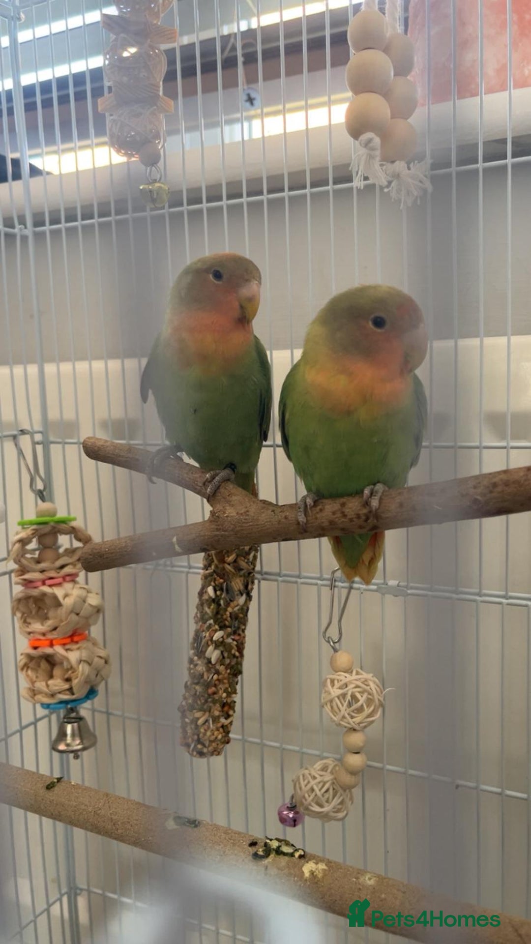 Lovebirds birds for sale: Stunning pair of bonded lovebirds  - Image 4