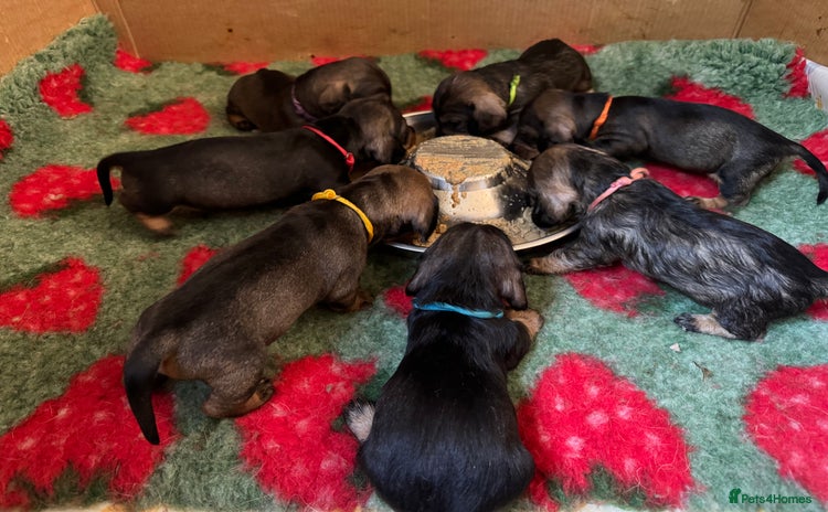 Dachshund dogs - Advert 1