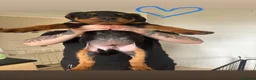 Rottweiler dogs for sale: READY TO GO! Rottweiler pups  - Advert 14