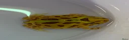 Frog reptiles for sale: Pac-Man Frogs cb26  - Advert 14
